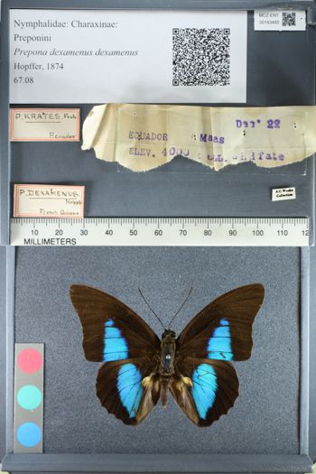 Media type: image;   Entomology 163493